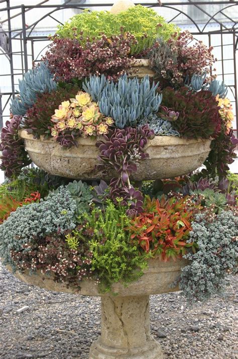 Succulent Container Gardens Some Design Guidance For