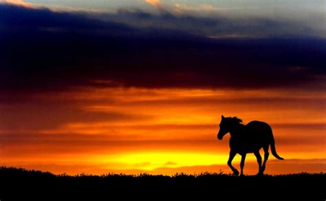 Horses In The Sunset Wallpapers Gallery