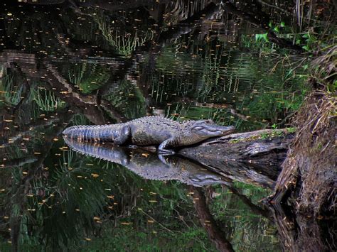 Primeval Swamp Gator Photograph By Judy Wanamaker Fine Art America