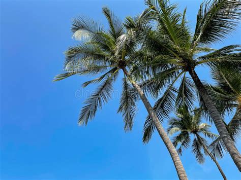Coconut Palm Tree With Blue Sky On Tropical Beach Stock Image Image