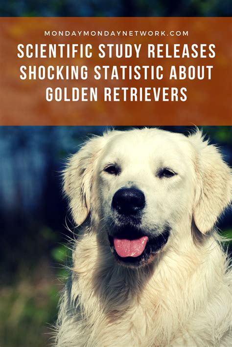 Warning Scientific Study Releases Shocking Statistic About Golden