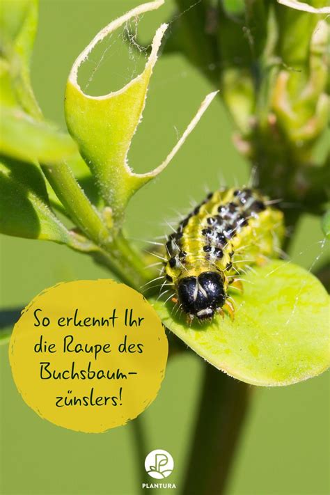 Die psychischen und physischen beschwerlichkeiten beginnen meist bis zu 14 tage vor der menstruationsblutung. So erkennt Ihr die Raupe des Buchsbaumzünslers! Wann tritt ...
