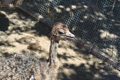 November Obscura A Visit To The Ostrich Farm Ostrichland