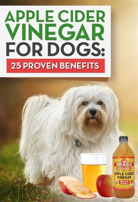 How To Use Apple Cider Vinegar For Dogs Dog Treatment Apple Cider