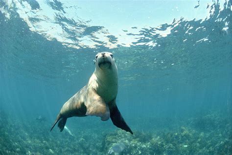 australian sea lion photograph by jeff rotman fine art america