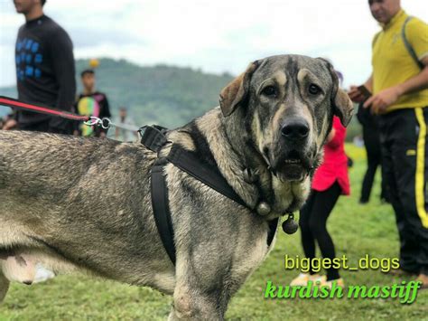 Kurdish Dogs Pshdarpejdar Dogassyrian