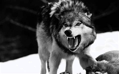 Angry Wolf Wallpapers Wallpaper Cave