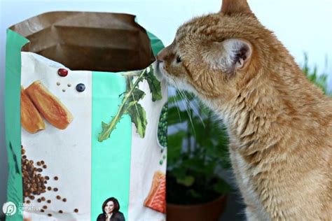 Let's start with the good news. Herb Garden for Cats | Today's Creative Life