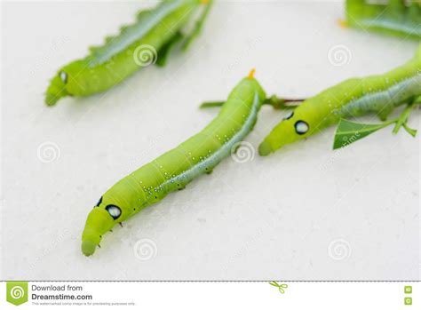 Green Chubby Worm Stock Photo Image Of Plant Colorful 81090258