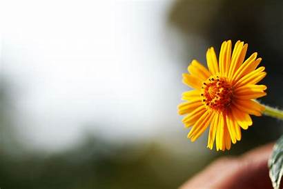 Single Flower Yellow Bright Daisy Sky Against