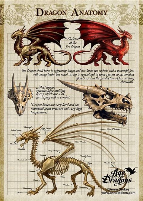 Early exploratory drawing of a dwarven fighter for the 5th edition of d&d. Anne Stokes. Age of Dragons.. | Dragon anatomy, Dragon ...