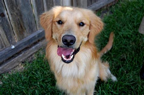 It's hard not to love a golden retriever puppy. Cooper is a 2 year old male Golden. http://www ...
