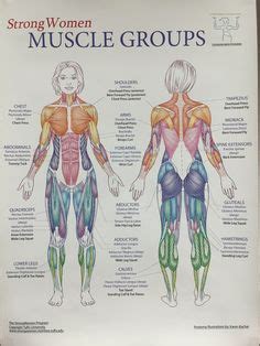 This is a table of muscles of the human anatomy. Female Human Body Diagram Of Organs Human Anatomy Diagram ...