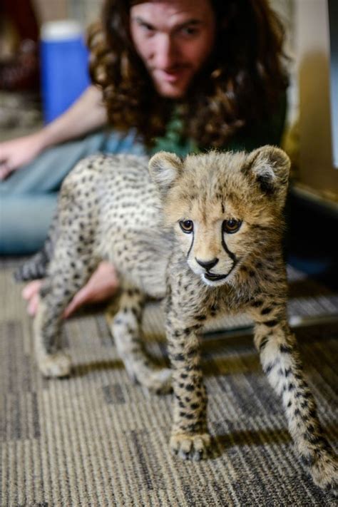 Romping With Cheetah Cubs A Zooborns First Zooborns