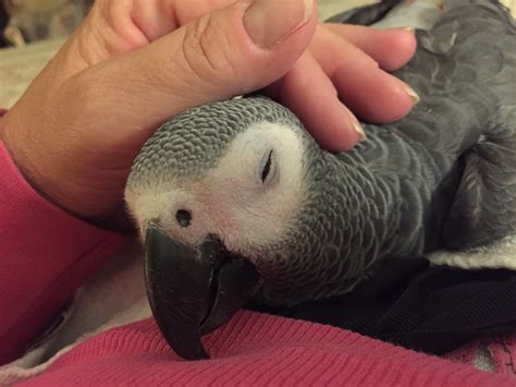 Pin By Natalie Songco On Amazing Greys African Grey Parrot Pet Birds