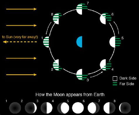 Phases Of The Moon Lunar Cycle Diagram Shapes Pictures And Names
