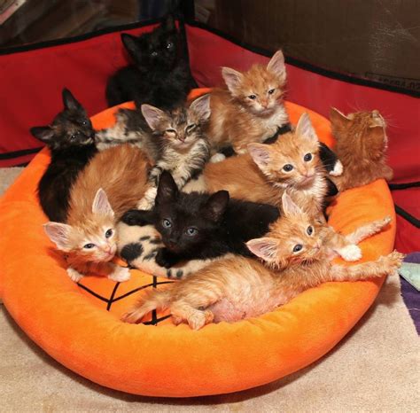 Man Visits 10 Kittens In Need Of Love They Make Him Their Cat Dad On