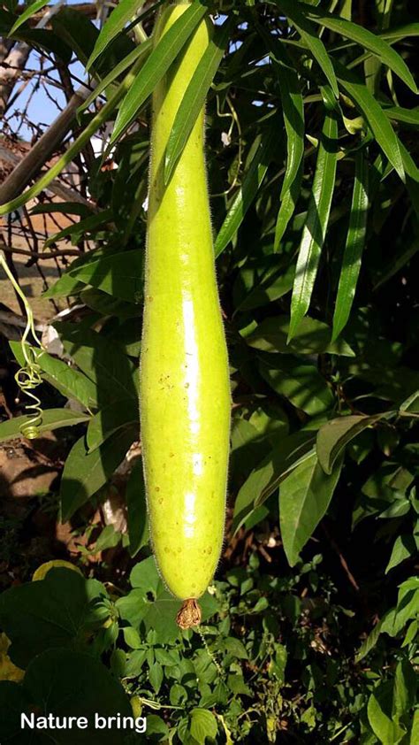 Soak the seeds in warm water for 1 day and then sow. How to grow organic Bottle gourd | Growing Bottle gourd in ...