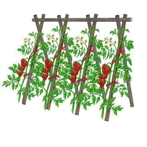 Tuteur Haricot Ecosia Jardinage Potager Jardins Potager Tomates