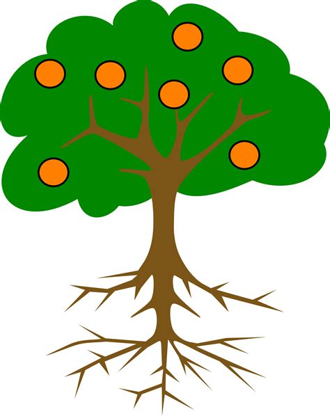 Drawing Of An Orange Tree With Roots Free Image Download