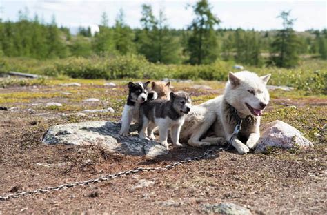 Photo Future Sled Dogs Delight Local Visitors Nunatsiaq News