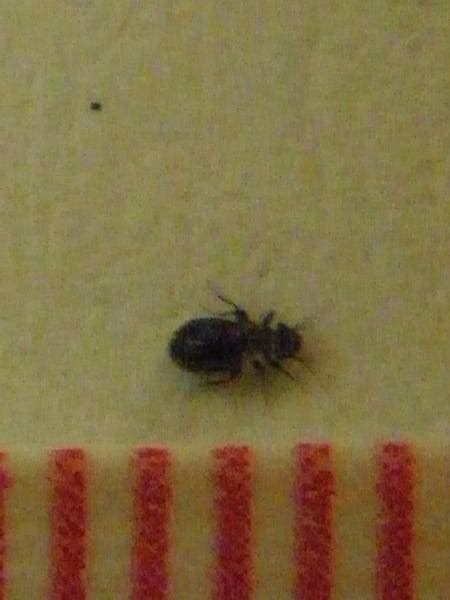 If you look very closely on the images, you can see that i have a bunch of these bugs around my house. NaturePlus: Tiny black beetles everywhere - what are they?