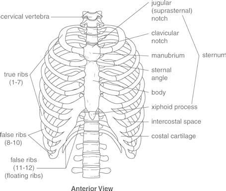 The human rib cage is made up of 12 pairs of ribs, some of which attach to a bony process in the front of the chest called the sternum. Anatomy and Physiology of Speech at California State ...