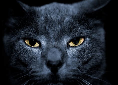 Mean looking cat stock image. Image of abstract, background - 2951395