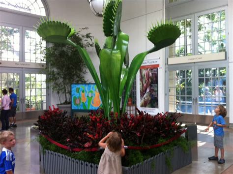 The biochemical response of the trigger hairs to stimuli and the way that an action potential propagates across the leaves published: A Feast of Flora at the U.S. Botanic Garden | KidFriendly DC