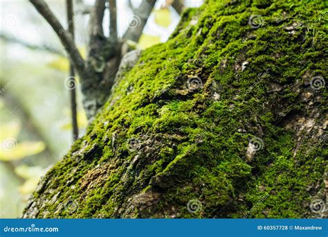 Green Moss On The Tree Stock Photo Image Of Flora Closeup 60357728