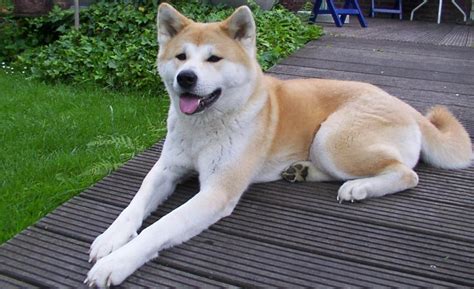 Akita Dog Wikipedia