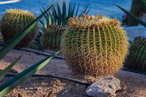 Round Cactus In Natural Conditions Against Other Cacti Stock Photo