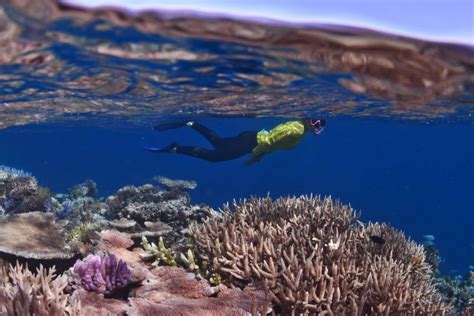 Take A Virtual Tour Of The Great Barrier Reef Dcceew