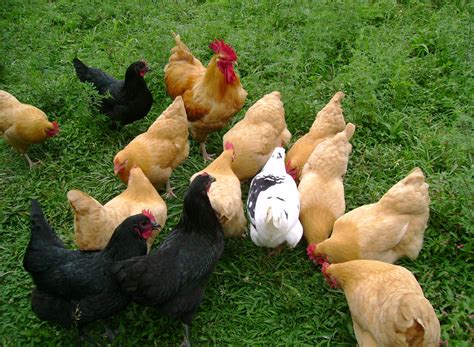 Best Laying Hens For Your Backyard From Home Wealth