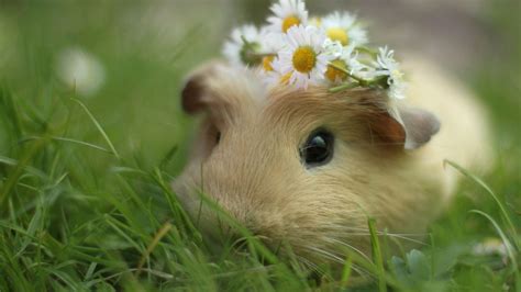 Guinea Pig Wallpapers Wallpaper Cave