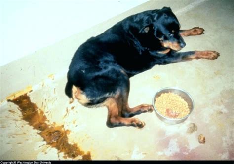 Digested Blood Stool In Dogs Photogert