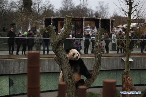 Tourists Look At Giant Panda At Copenhagen Zoo In Denmark Xinhua