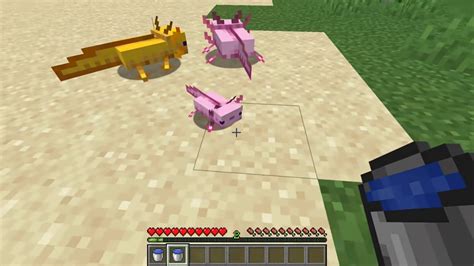 Things You Didnt Know About Axolotls In Minecraft