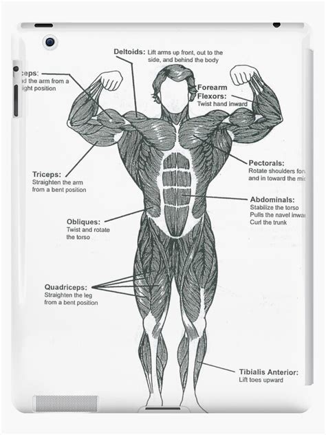 Female Body Muscle Diagram