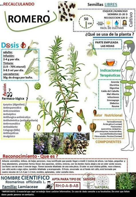 Plantas Medicinales Con Nombres Y Para Que Sirven Plant Blog Gambaran