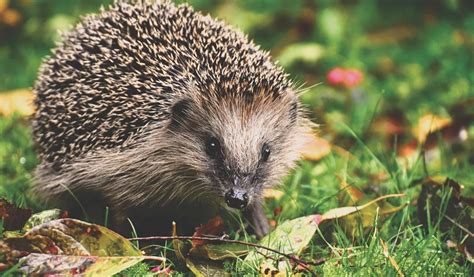 Appeal after hedgehog found poisoned in Devon garden | The Exeter Daily