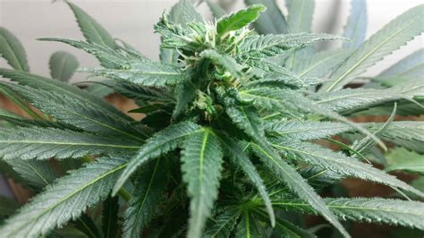 Reasons to Use a Grow Tent for Weed - Growing Marijuana World