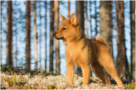 Finnish Spitz Puppies Breeders Temperament Facts Pictures Price