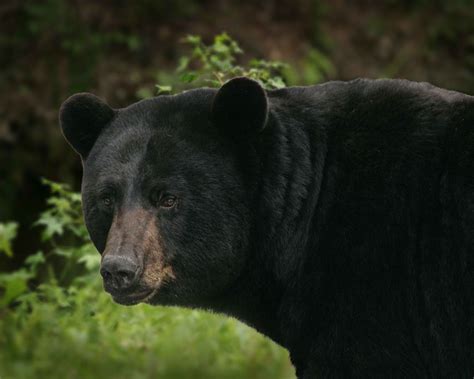 무료 이미지 야생 생물 포유 동물 검은 동물 상 갈색 곰 척골가 있는 큰 아메리칸 Ursus 회색 곰 미국