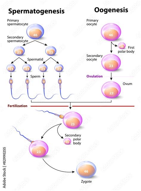 Spermatogenesis And Oogenesis Stock Vector Adobe Stock