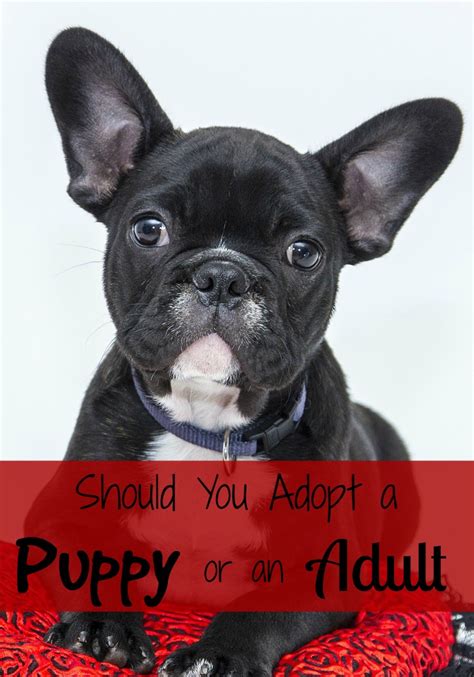 Should You Adopt A Puppy Or An Adult Dogvills