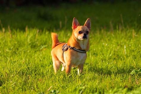 Everything You Need To Know About The Chihuahua Dog Breed The Popping