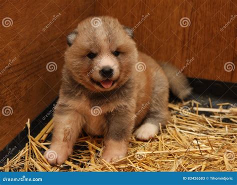Newborn Akita Inu Puppy Stock Image Image Of Akita Puppies 83426583