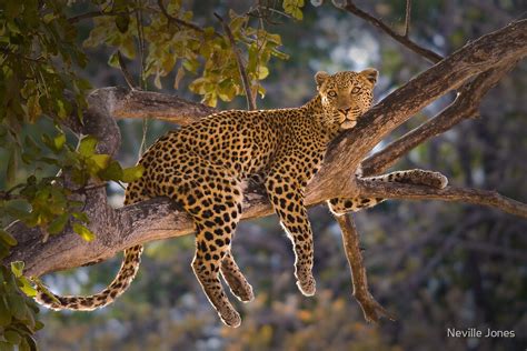 Leopard In Tree Moremi Game Reserve Botswana By Neville Jones