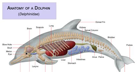 Marine Mammals Dolphins Anatomy Of Dolphins